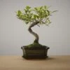 Bonsai Of Yugen - Authentieke Bonsai - 5 Jaar Oud - Inclusief Pot & Schaal Van Japans Keramiek - Soort: Ficus Retusa - The Bonsaïst -Tuinverzorgings Winkel 1200x1200 1625