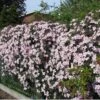 2 X Clematis Montana Rubens - Set Van 2 Klimplanten - Roze, Meerjarig En Winterharde Tuinplanten | 2 X 1,5 Liter Potten 1 2 X Clematis Montana Rubens - Set Van 2 Klimplanten - Roze, Meerjarig En Winterharde Tuinplanten | 2 X 1,5 Liter Potten -Tuinverzorgings Winkel 1200x1200 1631
