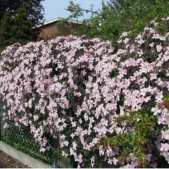 Tuinverzorgings Winkel 33 2 X Clematis Montana Rubens - Set Van 2 Klimplanten - Roze, Meerjarig En Winterharde Tuinplanten | 2 X 1,5 Liter Potten