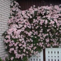 2 X Clematis Montana Rubens - Set Van 2 Klimplanten - Roze, Meerjarig En Winterharde Tuinplanten | 2 X 1,5 Liter Potten -Tuinverzorgings Winkel 1200x1200 1633