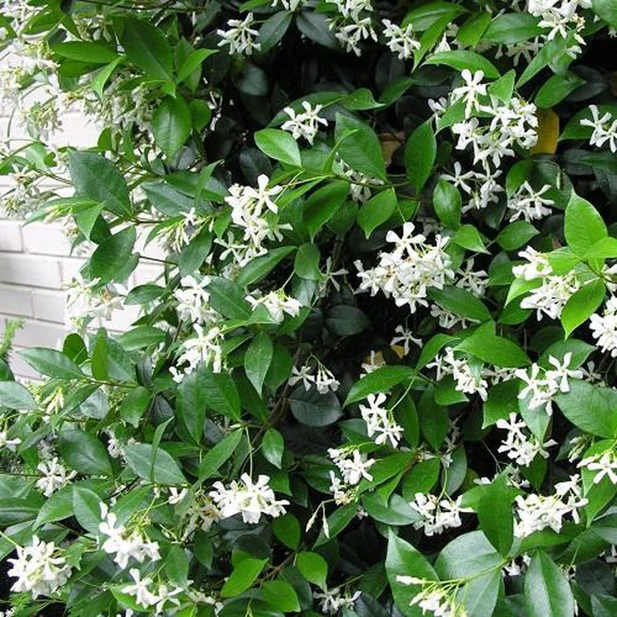 Witte Toscaanse Jasmijn (Sterjasmijn) - Klimplant | Wit - Groenblijvend / Wintergroen en Winterhard - ClematisOnline | 1,5 liter pot - Deze Jasmijn plant kan gecombineerd worden met andere klimplanten zoals Clematis of Rozen in bijv. een klimrek Witte Toscaanse Jasmijn (Sterjasmijn) - Klimplant | Wit - Groenblijvend / Wintergroen En Winterhard - ClematisOnline | 1,5 Liter Pot - Deze Jasmijn Plant Kan Gecombineerd Worden Met Andere Klimplanten Zoals Clematis Of Rozen In Bijv. Een Klimrek -Tuinverzorgings Winkel 1200x1200 1635