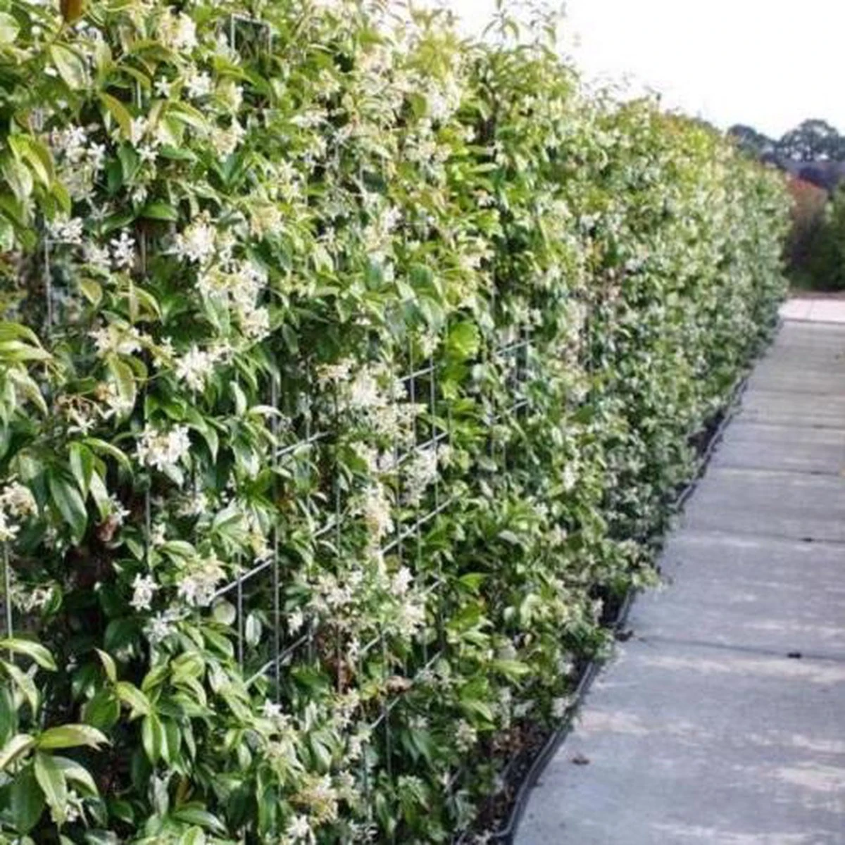 Witte Toscaanse Jasmijn (Sterjasmijn) - Klimplant | Wit - Groenblijvend / Wintergroen en Winterhard - ClematisOnline | 1,5 liter pot - Deze Jasmijn plant kan gecombineerd worden met andere klimplanten zoals Clematis of Rozen in bijv. een klimrek Witte Toscaanse Jasmijn (Sterjasmijn) - Klimplant | Wit - Groenblijvend / Wintergroen En Winterhard - ClematisOnline | 1,5 Liter Pot - Deze Jasmijn Plant Kan Gecombineerd Worden Met Andere Klimplanten Zoals Clematis Of Rozen In Bijv. Een Klimrek -Tuinverzorgings Winkel 1200x1200 1636
