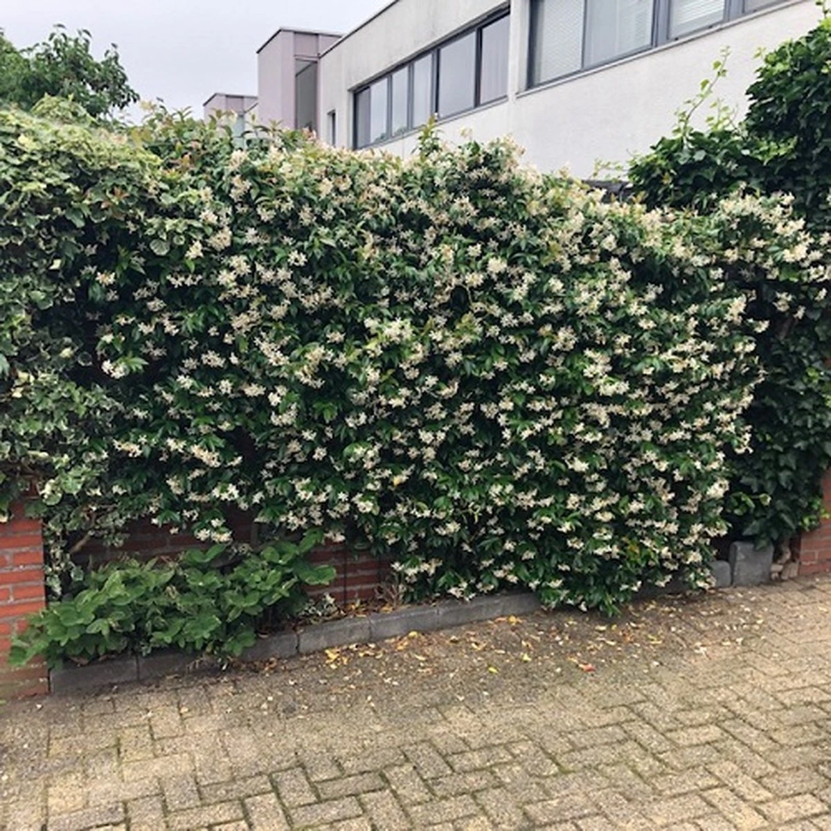 Witte Toscaanse Jasmijn (Sterjasmijn) - Klimplant | Wit - Groenblijvend / Wintergroen en Winterhard - ClematisOnline | 1,5 liter pot - Deze Jasmijn plant kan gecombineerd worden met andere klimplanten zoals Clematis of Rozen in bijv. een klimrek Witte Toscaanse Jasmijn (Sterjasmijn) - Klimplant | Wit - Groenblijvend / Wintergroen En Winterhard - ClematisOnline | 1,5 Liter Pot - Deze Jasmijn Plant Kan Gecombineerd Worden Met Andere Klimplanten Zoals Clematis Of Rozen In Bijv. Een Klimrek -Tuinverzorgings Winkel 1200x1200 1638