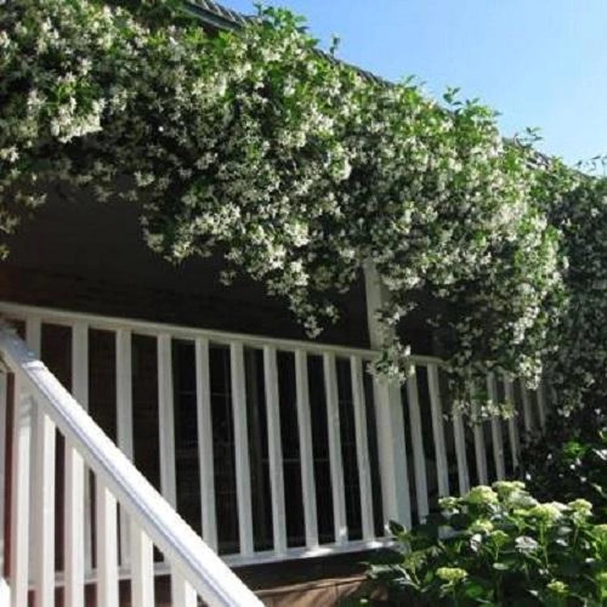 Witte Toscaanse Jasmijn (Sterjasmijn) - Klimplant | Wit - Groenblijvend / Wintergroen en Winterhard - ClematisOnline | 1,5 liter pot - Deze Jasmijn plant kan gecombineerd worden met andere klimplanten zoals Clematis of Rozen in bijv. een klimrek Witte Toscaanse Jasmijn (Sterjasmijn) - Klimplant | Wit - Groenblijvend / Wintergroen En Winterhard - ClematisOnline | 1,5 Liter Pot - Deze Jasmijn Plant Kan Gecombineerd Worden Met Andere Klimplanten Zoals Clematis Of Rozen In Bijv. Een Klimrek -Tuinverzorgings Winkel 1200x1200 1639