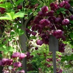 Akebia Quinata - Klimplant | Paars - Meerjarig En Groenblijvende Tuinplanten / Wintergroen - Bijnamen: Schijnaugurk / Klimbes | 1,5 Liter Pot -Tuinverzorgings Winkel 1200x1200 1642