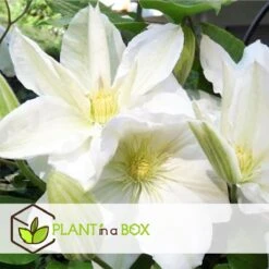 Plant In A Box - Mix Van 3 Clematis - Clematis Hybrid 'Mme Le Coultre', 'Hagley Hybrid', 'Polish Spirit' - Pot 9cm - Hoogte 25-40cm -Tuinverzorgings Winkel 1200x1200 1645