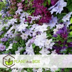 Plant In A Box - Mix Van 3 Clematis - Clematis Hybrid 'Mme Le Coultre', 'Hagley Hybrid', 'Polish Spirit' - Pot 9cm - Hoogte 25-40cm -Tuinverzorgings Winkel 1200x1200 1646