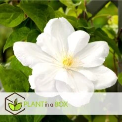 Plant In A Box - Mix Van 3 Clematis - Clematis Hybrid 'Mme Le Coultre', 'Hagley Hybrid', 'Polish Spirit' - Pot 9cm - Hoogte 25-40cm -Tuinverzorgings Winkel 1200x1200 1647