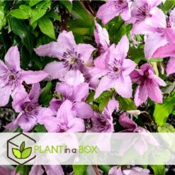 Plant In A Box - Mix Van 3 Clematis - Clematis Hybrid 'Mme Le Coultre', 'Hagley Hybrid', 'Polish Spirit' - Pot 9cm - Hoogte 25-40cm -Tuinverzorgings Winkel 1200x1200 1649