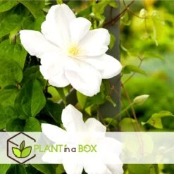 Plant In A Box - Mix Van 3 Clematis - Clematis Hybrid 'Mme Le Coultre', 'Hagley Hybrid', 'Polish Spirit' - Pot 9cm - Hoogte 25-40cm -Tuinverzorgings Winkel 1200x1200 1650