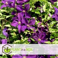 Plant In A Box - Mix Van 3 Clematis - Clematis Hybrid 'Mme Le Coultre', 'Hagley Hybrid', 'Polish Spirit' - Pot 9cm - Hoogte 25-40cm -Tuinverzorgings Winkel 1200x1200 1651