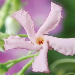 3 X Toscaanse Jasmijn Gemengd (3 Halen, 2 Betalen!) - Mix Geel, Wit En Roze Jasmijn Plant | Groenblijvend/Wintergroen En Winterhard - Klimplanten - Goed Voor 1 Strekkende Meter Haag Met Bloemen | 3 X 1,5 Liter Pot - Te Combineren Met Rozen In Klimrek -Tuinverzorgings Winkel 1200x1200 1661