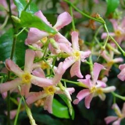 3 X Toscaanse Jasmijn Gemengd (3 Halen, 2 Betalen!) - Mix Geel, Wit En Roze Jasmijn Plant | Groenblijvend/Wintergroen En Winterhard - Klimplanten - Goed Voor 1 Strekkende Meter Haag Met Bloemen | 3 X 1,5 Liter Pot - Te Combineren Met Rozen In Klimrek -Tuinverzorgings Winkel 1200x1200 1664