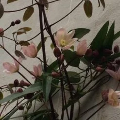 Clematis Apple Blossom | Roze - Meerjarig En Groenblijvend / Wintergroen - Winterharde Tuinplanten - Klimplant | 1.5 Liter Pot -Tuinverzorgings Winkel 1200x1200 1669