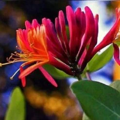 Tuinverzorgings Winkel 37 2 X Kamperfoelie Red World (Lonicera - Groenblijvend / Wintergroen): Set Van 2 Kamperfoelie Red World Klimplanten - Rood/Oranje & Winterharde Tuinplanten | 2 X 1,5 Liter Potten