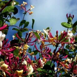 Tuinverzorgings Winkel -Tuinverzorgings Winkel 1200x1200 1671