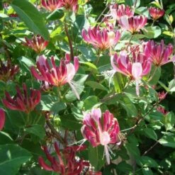 2 X Kamperfoelie Red World (Lonicera - Groenblijvend / Wintergroen): Set Van 2 Kamperfoelie Red World Klimplanten - Rood/Oranje & Winterharde Tuinplanten | 2 X 1,5 Liter Potten -Tuinverzorgings Winkel 1200x1200 1672