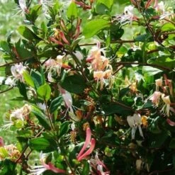 2 X Kamperfoelie Red World (Lonicera - Groenblijvend / Wintergroen): Set Van 2 Kamperfoelie Red World Klimplanten - Rood/Oranje & Winterharde Tuinplanten | 2 X 1,5 Liter Potten -Tuinverzorgings Winkel 1200x1200 1673