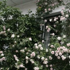 New Dawn (Klimroos) - Klimplant | Roze Doorbloeiende Klimroos - Meerjarig En Winterhard | Roos -Tuinverzorgings Winkel 1200x1200 1684