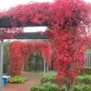 Wilde Wingerd / Parthenocissus Engelmannii - Klimplant | Rood Bladerig In De Herfst - Meerjarig En Winterharde Tuinplant | 1,5 Liter Pot -Tuinverzorgings Winkel 1200x1200 1686