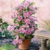 2 X Clematis Piilu - Set Van 2 Klimplanten - Roze, Meerjarig & Winterharde Tuinplanten | 2 X 1,5 Liter Potten -Tuinverzorgings Winkel 1200x1200 1690