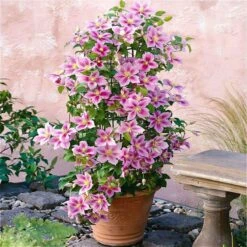 Tuinverzorgings Winkel 35 2 X Clematis Piilu - Set Van 2 Klimplanten - Roze, Meerjarig & Winterharde Tuinplanten | 2 X 1,5 Liter Potten