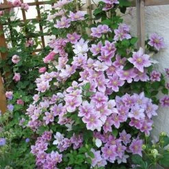 2 X Clematis Piilu - Set Van 2 Klimplanten - Roze, Meerjarig & Winterharde Tuinplanten | 2 X 1,5 Liter Potten -Tuinverzorgings Winkel 1200x1200 1692