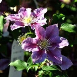 2 X Clematis Piilu - Set Van 2 Klimplanten - Roze, Meerjarig & Winterharde Tuinplanten | 2 X 1,5 Liter Potten -Tuinverzorgings Winkel 1200x1200 1693