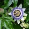 Passiflora Caerulea - Blauwe Passiebloem 50-60 Cm Pot -Tuinverzorgings Winkel 1200x1200 1694