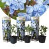 Plant In A Box - Plumbago Auriculata - Set Van 3 - Mannentrouw - Lang Bloeiende Klimplant - Pot 9cm - Hoogte 25-40cm -Tuinverzorgings Winkel 1200x1200 1697