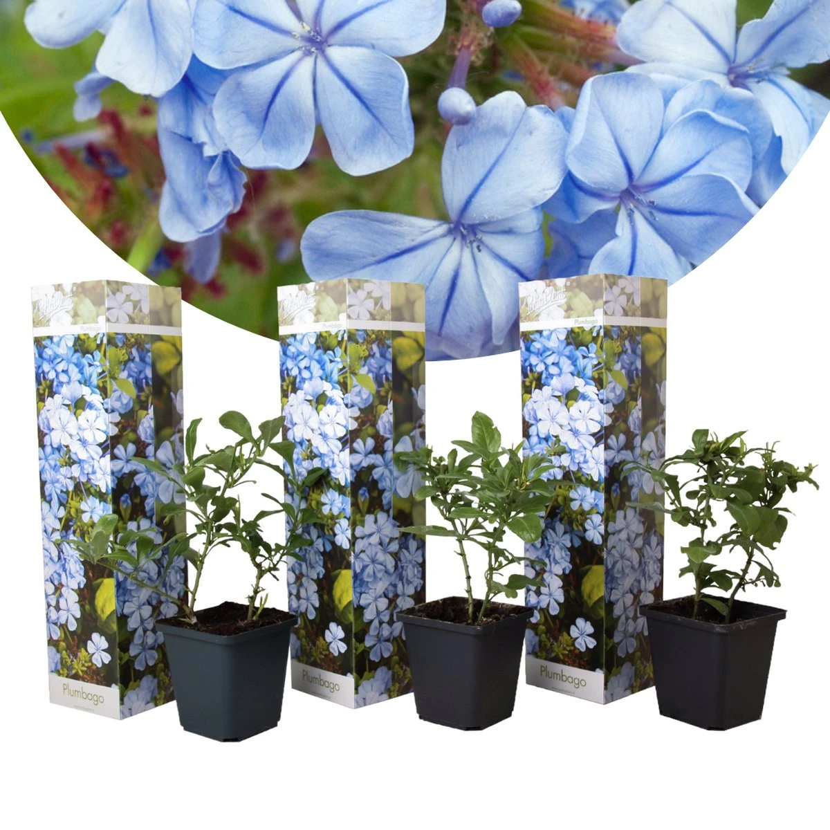 Plant in a Box - Plumbago auriculata - Set van 3 - Mannentrouw - Lang bloeiende klimplant - Pot 9cm - Hoogte 25-40cm Plant In A Box - Plumbago Auriculata - Set Van 3 - Mannentrouw - Lang Bloeiende Klimplant - Pot 9cm - Hoogte 25-40cm -Tuinverzorgings Winkel 1200x1200 1697