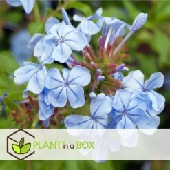 Plant In A Box - Plumbago Auriculata - Set Van 3 - Mannentrouw - Lang Bloeiende Klimplant - Pot 9cm - Hoogte 25-40cm 4 Plant In A Box - Plumbago Auriculata - Set Van 3 - Mannentrouw - Lang Bloeiende Klimplant - Pot 9cm - Hoogte 25-40cm -Tuinverzorgings Winkel 1200x1200 1699