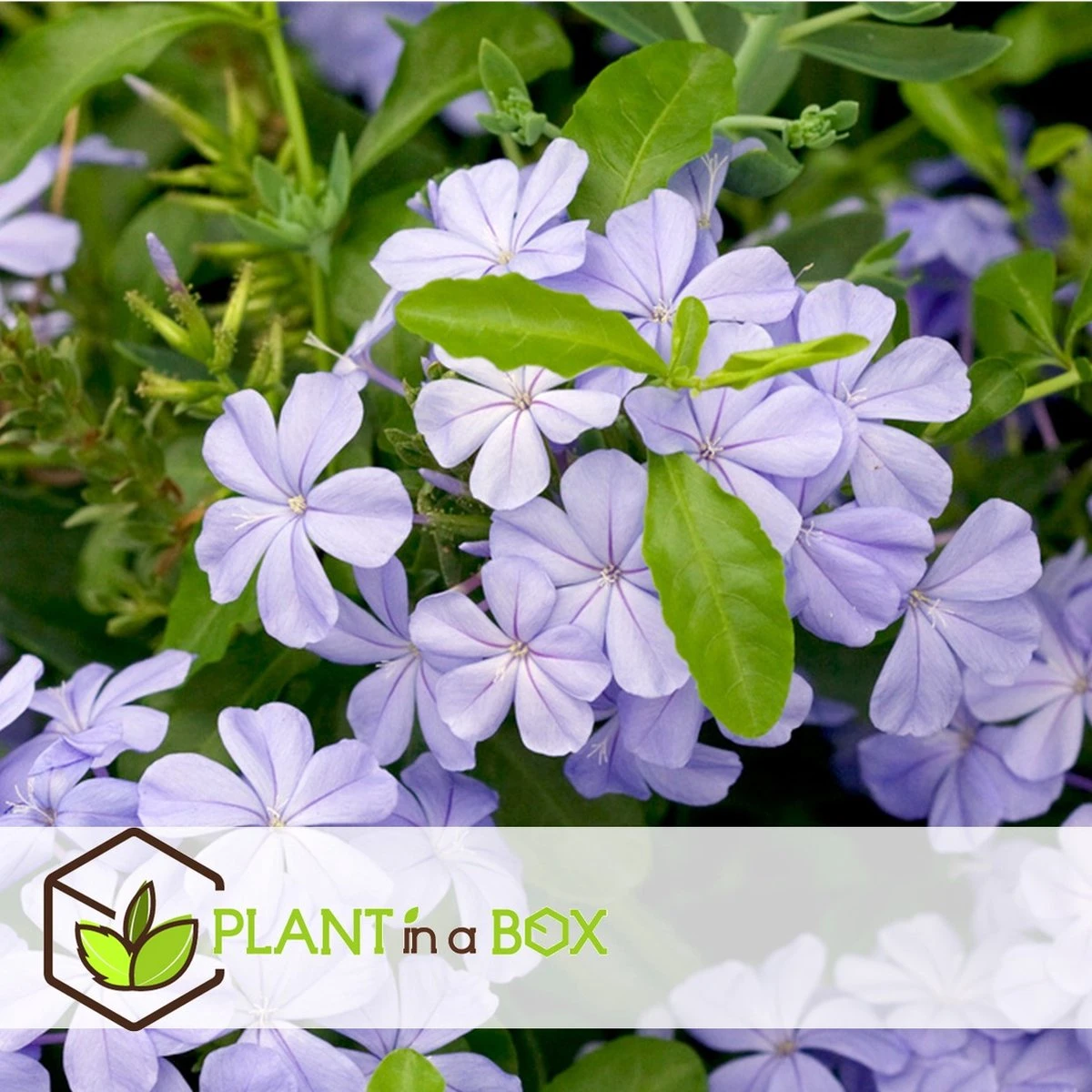 Plant in a Box - Plumbago auriculata - Set van 3 - Mannentrouw - Lang bloeiende klimplant - Pot 9cm - Hoogte 25-40cm Plant In A Box - Plumbago Auriculata - Set Van 3 - Mannentrouw - Lang Bloeiende Klimplant - Pot 9cm - Hoogte 25-40cm -Tuinverzorgings Winkel 1200x1200 1702