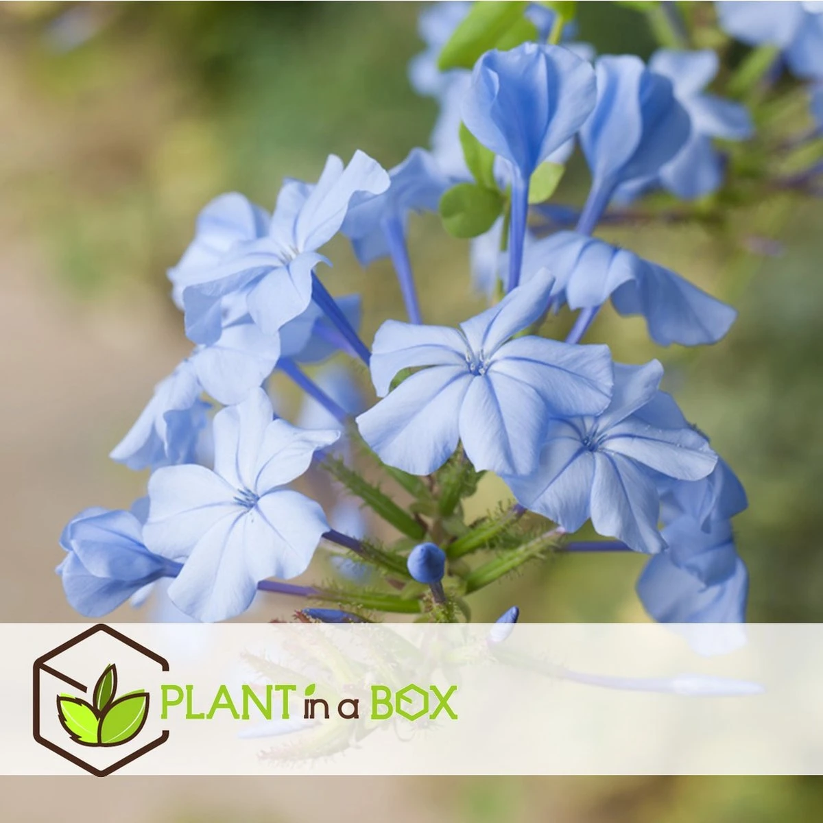 Plant in a Box - Plumbago auriculata - Set van 3 - Mannentrouw - Lang bloeiende klimplant - Pot 9cm - Hoogte 25-40cm Plant In A Box - Plumbago Auriculata - Set Van 3 - Mannentrouw - Lang Bloeiende Klimplant - Pot 9cm - Hoogte 25-40cm -Tuinverzorgings Winkel 1200x1200 1703