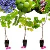 Set Van 3 Druivenplanten - Rode, Blauwe En Witte Druif - Hoogte 70cm - Vitis Vinifera -Tuinverzorgings Winkel 1200x1200 1708