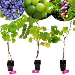 Set Van 3 Druivenplanten - Rode, Blauwe En Witte Druif - Hoogte 70cm - Vitis Vinifera