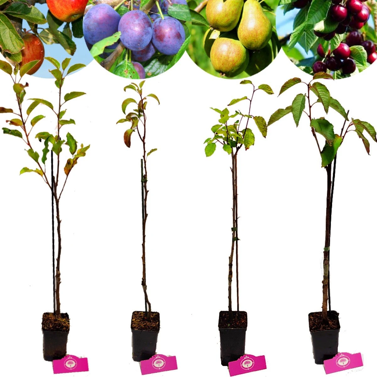 Set van 4 fruitbomen - 1 Appel, 1 Peer, 1 Kers, 1 Pruim - Hoogte 60cm - 9cm pot - Mix A Set Van 4 Fruitbomen - 1 Appel, 1 Peer, 1 Kers, 1 Pruim - Hoogte 60cm - 9cm Pot - Mix A -Tuinverzorgings Winkel 1200x1200 1711