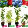 Set Van 4 Fruitplanten – 1 Blauwebes, 1 Framberry, 1 Honingbes, 1 Aardbei-framboos – Hoogte 15/30cm – 9cm Pot – Mix A