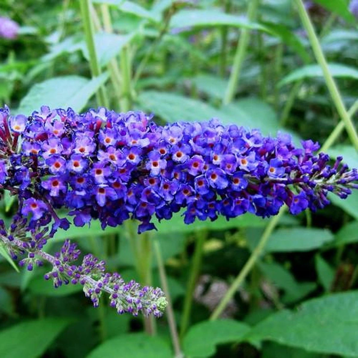 Buddleja Vlinderstruik Empire Blue - Blauwe bloemen, Meerjarig en Winterhard | Vlinderplant / Vlinderstruiken - Aantrekkelijk voor de Vlinder | 1.5 liter pot Buddleja Vlinderstruik Empire Blue - Blauwe Bloemen, Meerjarig En Winterhard | Vlinderplant / Vlinderstruiken - Aantrekkelijk Voor De Vlinder | 1.5 Liter Pot -Tuinverzorgings Winkel 1200x1200 1726