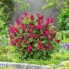 Merkloos 2x Buddleja Davidii Butterfly Candy ´Little Ruby´ – Dwergvlinderstruik In C3 Liter Pot 1 Merkloos 2x Buddleja Davidii Butterfly Candy ´Little Ruby´ – Dwergvlinderstruik In C3 Liter Pot -Tuinverzorgings Winkel 1200x1200 1728
