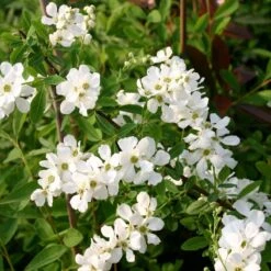 Exochorda 'The Bride' - Parelstruik 50-60 Cm Pot -Tuinverzorgings Winkel 1200x1200 1730