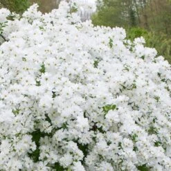 Exochorda 'The Bride' - Parelstruik 50-60 Cm Pot -Tuinverzorgings Winkel 1200x1200 1731