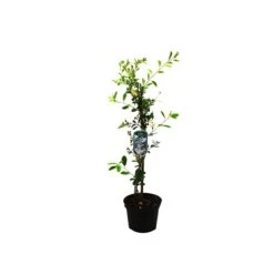 Exochorda 'The Bride' - Parelstruik 50-60 Cm Pot -Tuinverzorgings Winkel 1200x1200 1732