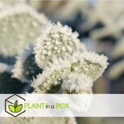 Plant In A Box - Eucalyptus Pulverulenta 'Baby Blue' - Set Van 2 - Pot 13cm - Hoogte 25-40cm -Tuinverzorgings Winkel 1200x1200 1735