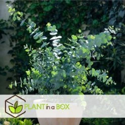 Plant In A Box - Eucalyptus Pulverulenta 'Baby Blue' - Set Van 2 - Pot 13cm - Hoogte 25-40cm -Tuinverzorgings Winkel 1200x1200 1736