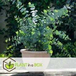 Plant In A Box - Eucalyptus Pulverulenta 'Baby Blue' - Set Van 2 - Pot 13cm - Hoogte 25-40cm -Tuinverzorgings Winkel 1200x1200 1737