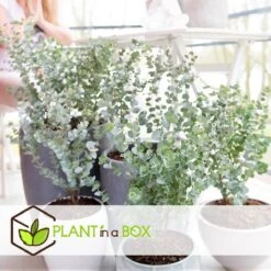 Plant In A Box - Eucalyptus Pulverulenta 'Baby Blue' - Set Van 2 - Pot 13cm - Hoogte 25-40cm -Tuinverzorgings Winkel 1200x1200 1738