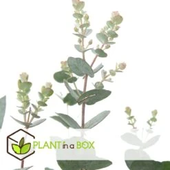 Plant In A Box - Eucalyptus Pulverulenta 'Baby Blue' - Set Van 2 - Pot 13cm - Hoogte 25-40cm -Tuinverzorgings Winkel 1200x1200 1739