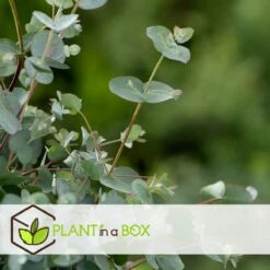 Plant In A Box - Eucalyptus Pulverulenta 'Baby Blue' - Set Van 2 - Pot 13cm - Hoogte 25-40cm -Tuinverzorgings Winkel 1200x1200 1741