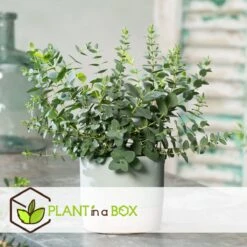 Plant In A Box - Eucalyptus Pulverulenta 'Baby Blue' - Set Van 2 - Pot 13cm - Hoogte 25-40cm -Tuinverzorgings Winkel 1200x1200 1742